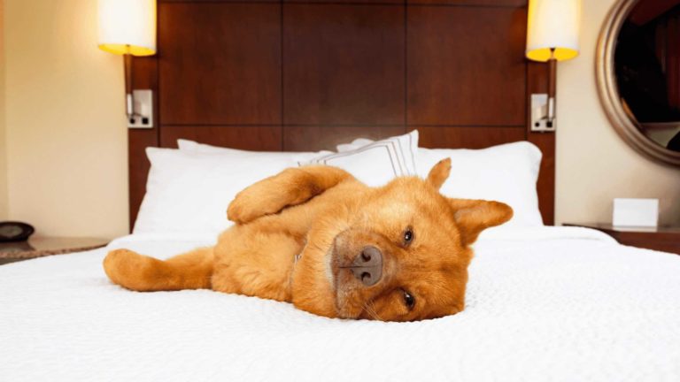 A brown dog lying on a bed in a hotel room